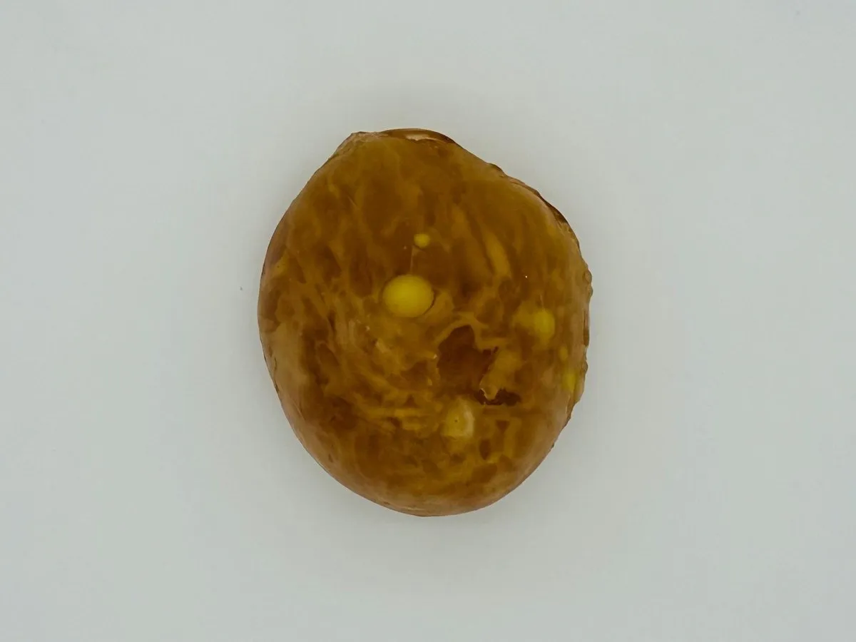 Adult Breast (Simple) for X-Ray, CT Scan and MRI