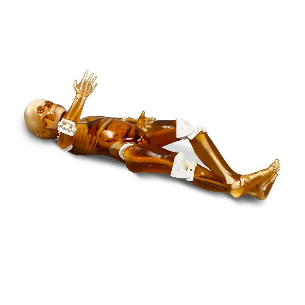 Pediatric Full Human Body Phantom for X-Ray CT & MRI Training
